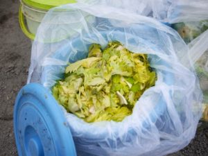 さつまいも栽培体験in伏見向島