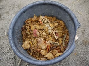 さつまいも栽培体験in伏見向島