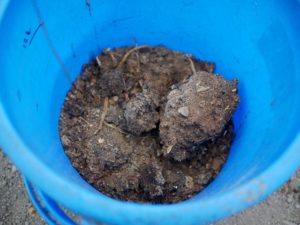 さつまいも栽培体験in伏見向島