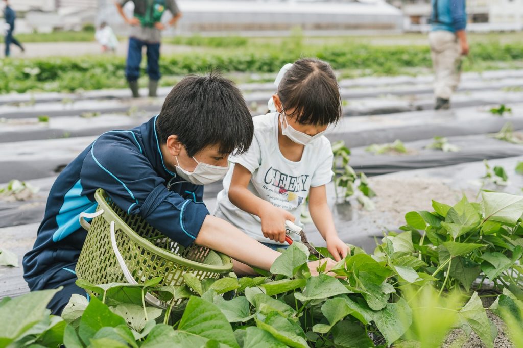 さつまいも栽培体験in伏見向島