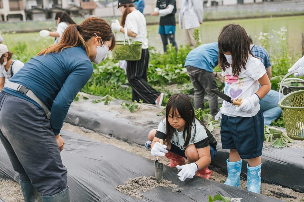 さつまいも栽培体験in伏見向島