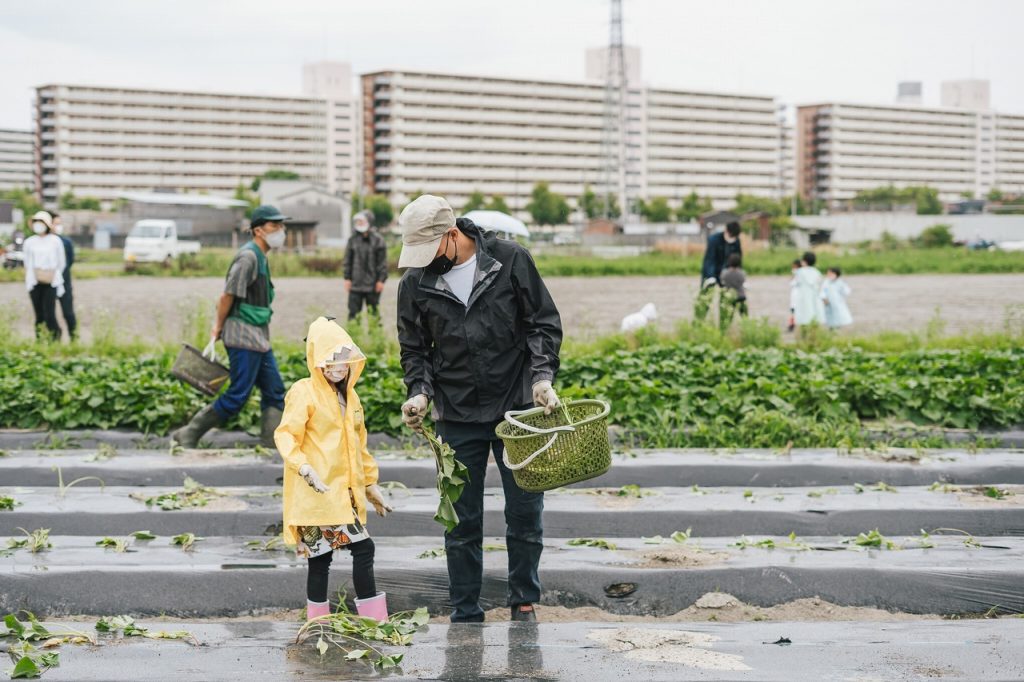 さつまいも栽培体験in伏見向島