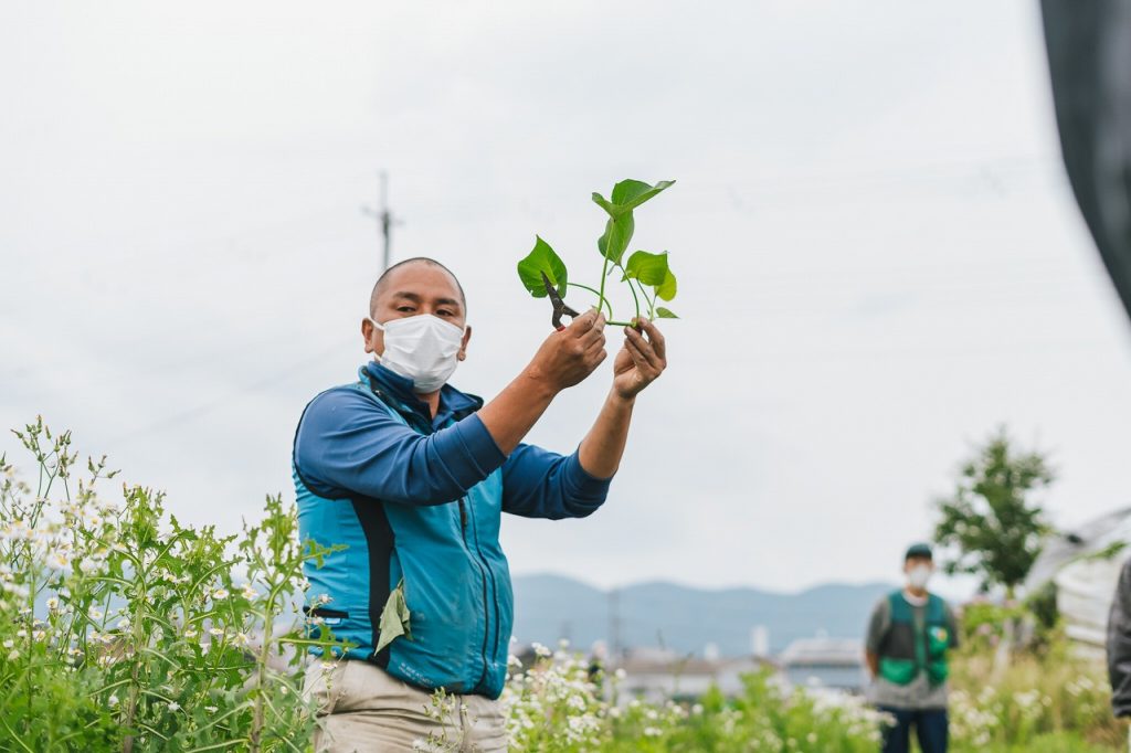 さつまいも栽培体験in伏見向島