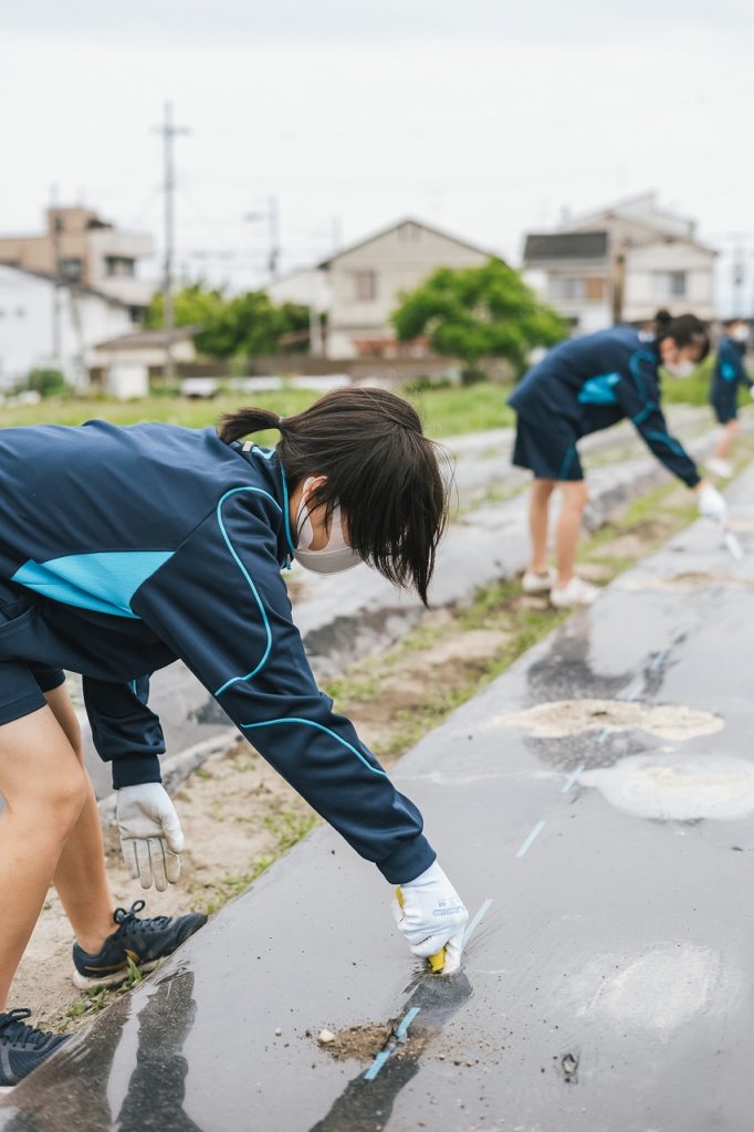 さつまいも栽培体験in伏見向島