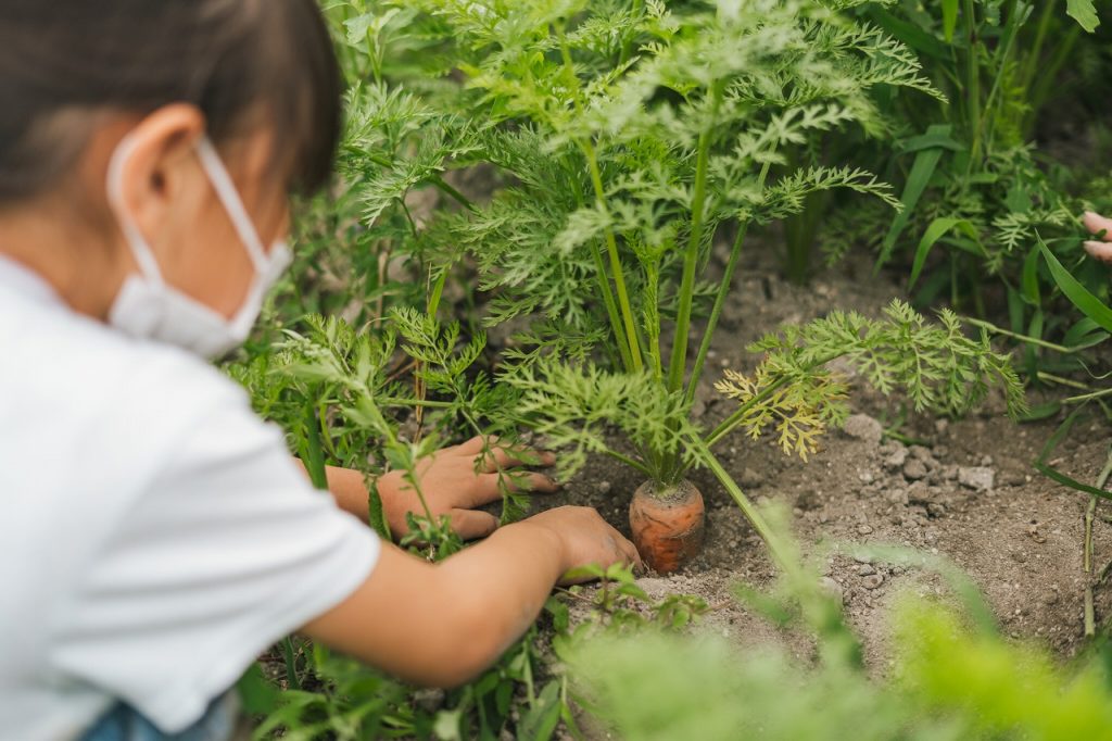 さつまいも栽培体験in伏見向島