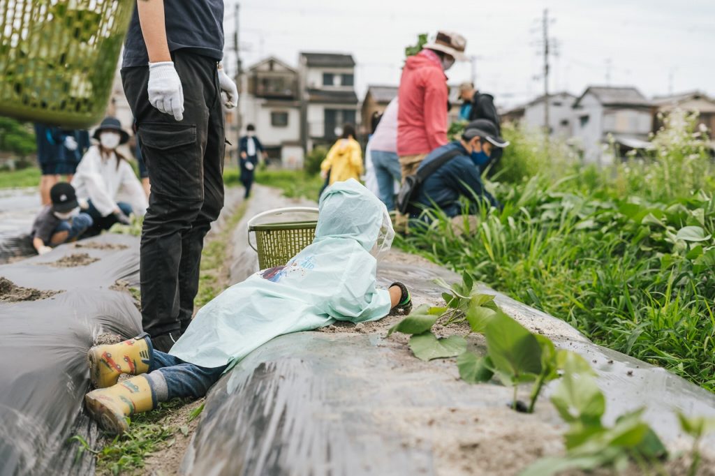 さつまいも栽培体験in伏見向島