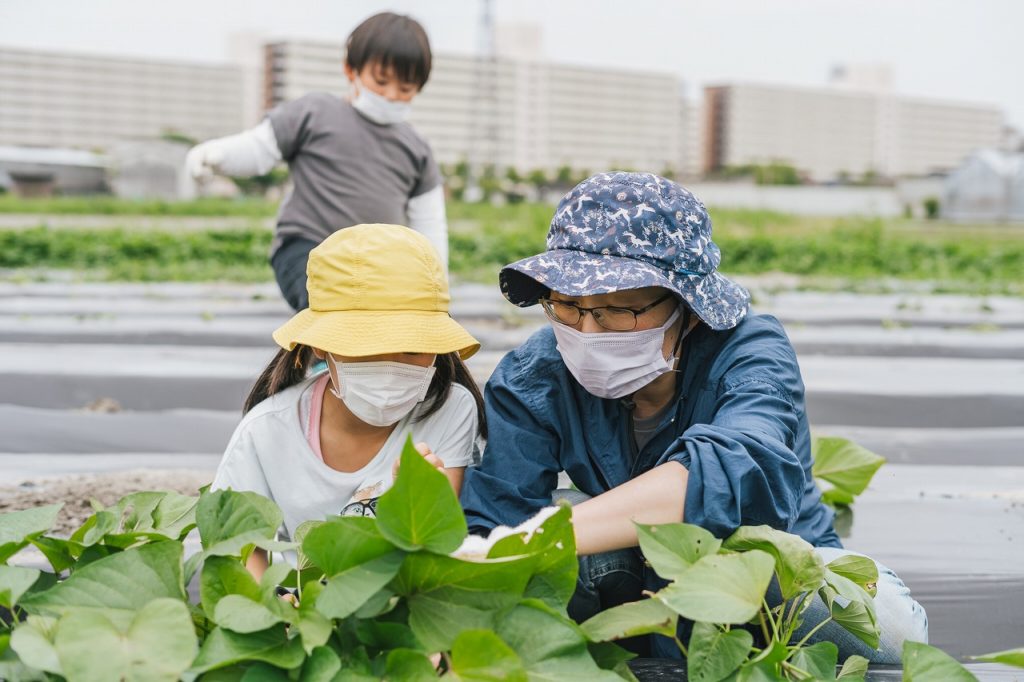 さつまいも栽培体験in伏見向島