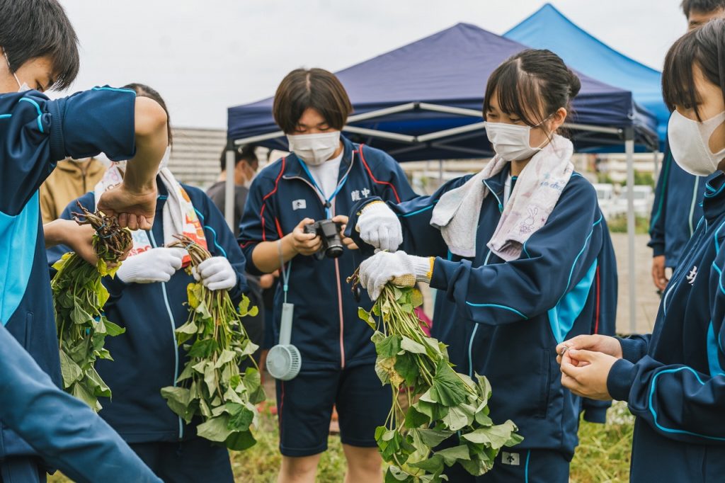 さつまいも栽培体験in伏見向島