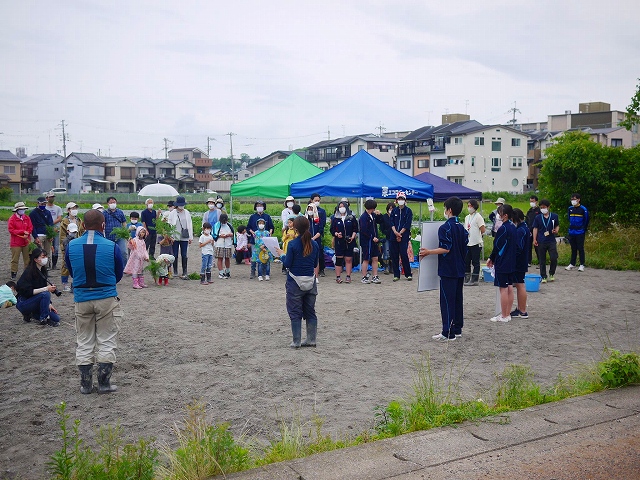さつまいも栽培体験in伏見向島