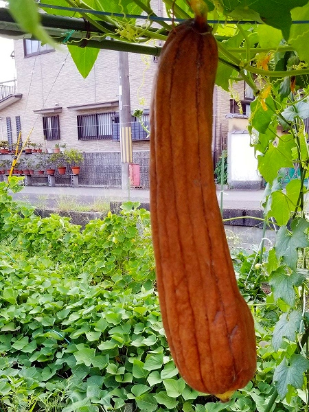 久我の杜ヘチマプロジェクト