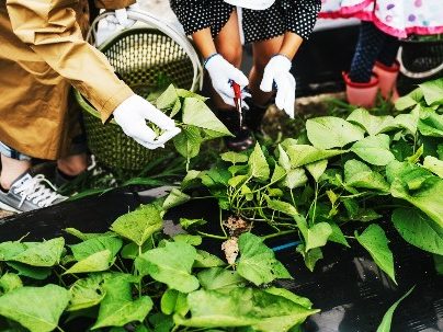 サツマイモ苗植え