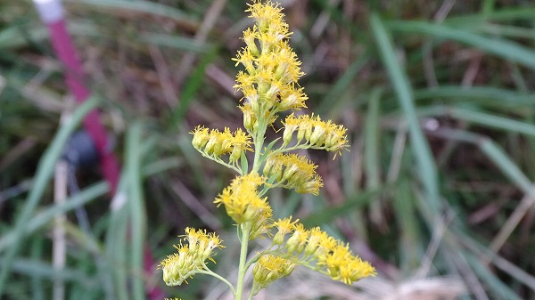 セイタカアワダチソウ