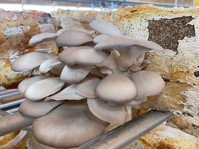 リ・アースのコーヒーかすを使ったキノコ栽培