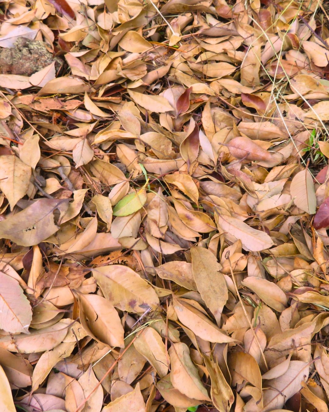 竹間学区のエコ活動