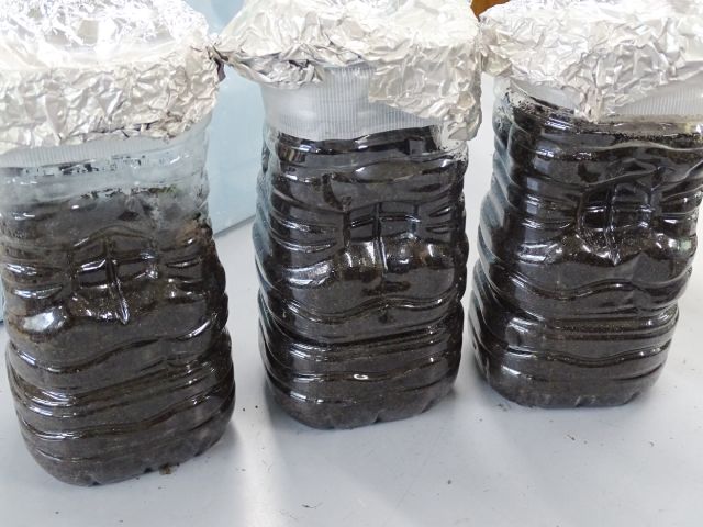 京都市立葵小学校×ごみカフェKYOTO「生ごみから美味しい野菜をつくるコンポスト」