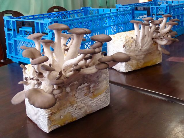 近衛中PTA×RE:ARTH「コーヒーかすがキノコに変身？」